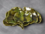 Schale Ginkgo M